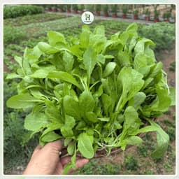 Hạt Giống Cải Mơ Đăm Lùn F1 Dễ Trồng (Gói 20g), Sinh Trưởng Tốt, Chịu Nhiệt, Trồng Quanh Năm-Hạt Giống Nhà Nông 1