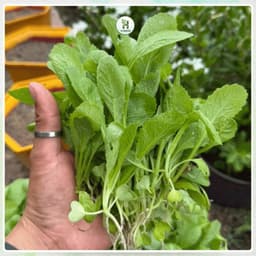 Hạt Giống Cải Mơ Đăm Lùn F1 Dễ Trồng (Gói 20g), Sinh Trưởng Tốt, Chịu Nhiệt, Trồng Quanh Năm-Hạt Giống Nhà Nông 2