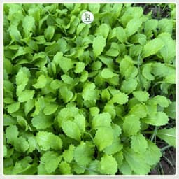 Hạt Giống Cải Mơ Đăm Lùn F1 Dễ Trồng (Gói 20g), Sinh Trưởng Tốt, Chịu Nhiệt, Trồng Quanh Năm-Hạt Giống Nhà Nông 3