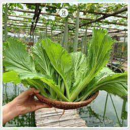 [Gói 2000 Hạt] Hạt giống Cải Bẹ Mào Gà F1 Bẹ Giòn, Lá Xoăn, Không Đắng, Chịu Nhiệt, Trồng Quanh Năm 3