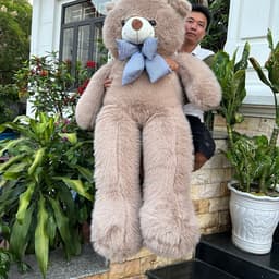Gấu Bông Teddy Lông Tiểu Kim Phom To Đẹp – Mềm Mịn, Gối Ôm Êm Ái, Quà Tặng Người Yêu 6