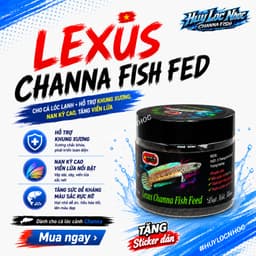 Cám LEXUS Channa Fish Feed Cho Cá Lóc Lạnh, Hỗ Trợ Khung Xương, Nan Kỳ Cao, Tăng Viền Lửa 3