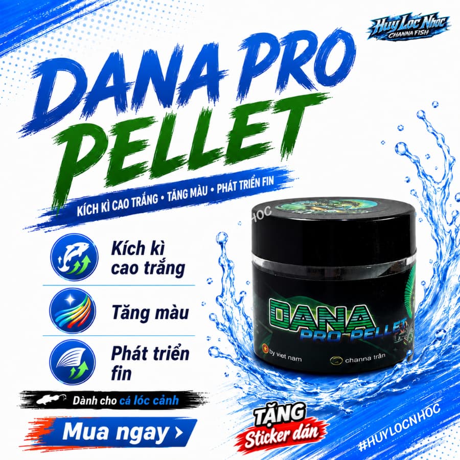 Cám DANA PRO Cho Cá Lóc Lạnh - Hỗ Trợ Phát Triển Fin Kỳ Cao, Tăng Màu Sắc Cho Nữ Hoàng, Barca, Andrao