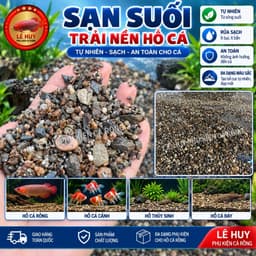 Sạn Suối Tự Nhiên Trải Nền Hồ Cá 5KG 10KG 50KG – Sỏi Sạn Trang Trí Hồ Cá Rồng, Cá Cảnh, Hồ Thủy Sinh 1