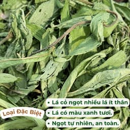 Cây Cỏ Ngọt Loại 1  (Khô, Sạch, Thơm) – Hỗ Trợ Tiểu Đường, Giảm Đường, Giải Nhiệt, Lợi Tiểu 4
