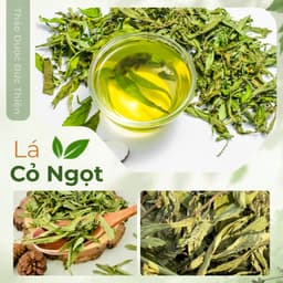 Cây Cỏ Ngọt Loại 1  (Khô, Sạch, Thơm) – Hỗ Trợ Tiểu Đường, Giảm Đường, Giải Nhiệt, Lợi Tiểu 2