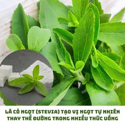 Cây Cỏ Ngọt Loại 1  (Khô, Sạch, Thơm) – Hỗ Trợ Tiểu Đường, Giảm Đường, Giải Nhiệt, Lợi Tiểu 3