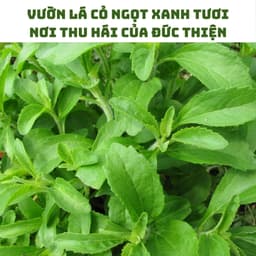 Cây Cỏ Ngọt Loại 1  (Khô, Sạch, Thơm) – Hỗ Trợ Tiểu Đường, Giảm Đường, Giải Nhiệt, Lợi Tiểu 7