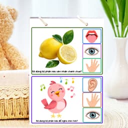Thẻ Flash EVON BABY dạy bé tập nói - Giúp Bé Học Nói & Nhận Biết Bộ Phận Cơ Thể - Các Giác Quan 6
