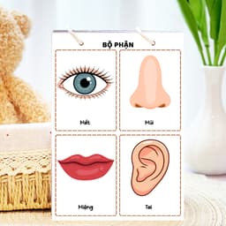Thẻ Flash EVON BABY dạy bé tập nói - Giúp Bé Học Nói & Nhận Biết Bộ Phận Cơ Thể - Các Giác Quan 5