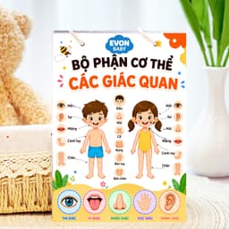 Thẻ Flash EVON BABY dạy bé tập nói - Giúp Bé Học Nói & Nhận Biết Bộ Phận Cơ Thể - Các Giác Quan 1