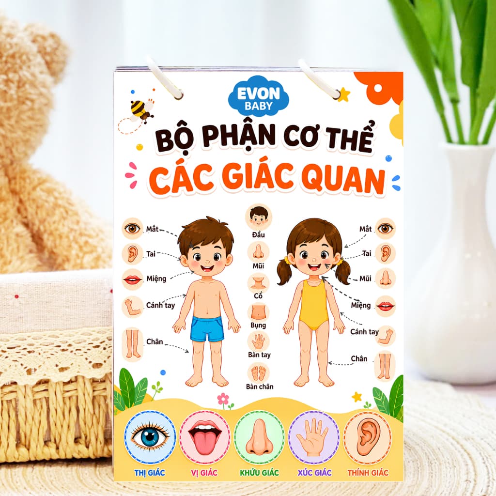 Thẻ Flash EVON BABY dạy bé tập nói - Giúp Bé Học Nói & Nhận Biết Bộ Phận Cơ Thể - Các Giác Quan