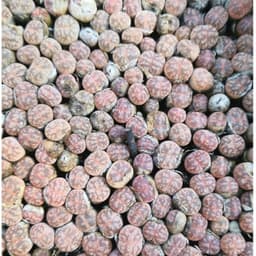 [mieugarden][Mua 5 tặng 1- 10 tặng 2] Lithops Coleorum C396 - Lithop hồng nhạt size mini từ 0.8-1cm siêu dễ thương 1