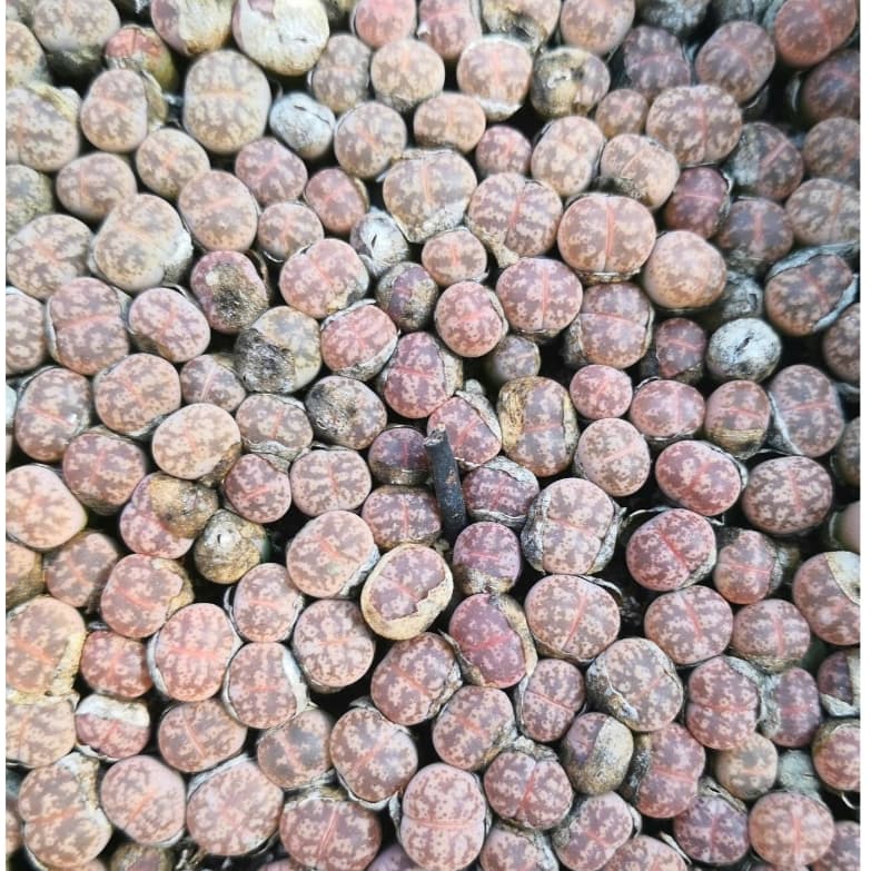 [mieugarden][Mua 5 tặng 1- 10 tặng 2] Lithops Coleorum C396 - Lithop hồng nhạt size mini từ 0.8-1cm siêu dễ thương
