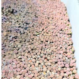 [mieugarden][Mua 5 tặng 1- 10 tặng 2] Lithops Coleorum C396 - Lithop hồng nhạt size mini từ 0.8-1cm siêu dễ thương 3