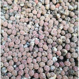 [mieugarden][Mua 5 tặng 1- 10 tặng 2] Lithops Coleorum C396 - Lithop hồng nhạt size mini từ 0.8-1cm siêu dễ thương 2