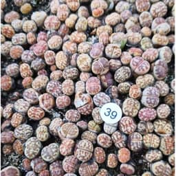 [mieugarden][Mua 5 tặng 1- mua 10 tặng 2] Sen mông lithops dòng Dorotheae màu vàng vân đỏ nổi bật - size 0.8-1cm 2