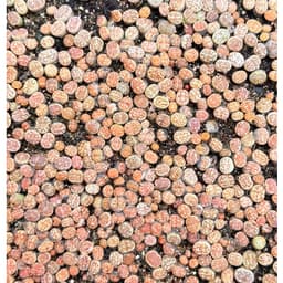[mieugarden][Mua 5 tặng 1- mua 10 tặng 2] Sen mông lithops dòng Dorotheae màu vàng vân đỏ nổi bật - size 0.8-1cm 1