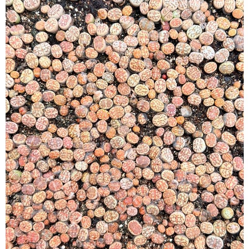 [mieugarden][Mua 5 tặng 1- mua 10 tặng 2] Sen mông lithops dòng Dorotheae màu vàng vân đỏ nổi bật - size 0.8-1cm
