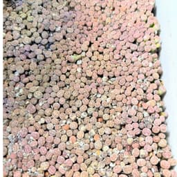 [mieugarden][Mua 5 tặng 1- mua 10 tặng 2] Sen mông lithops dòng Dorotheae màu vàng vân đỏ nổi bật - size 0.8-1cm 3
