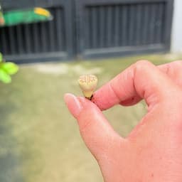 [mieugarden][Mua 5 tặng 1- mua 10 tặng 2] Sen mông lithops dòng Dorotheae màu vàng vân đỏ nổi bật - size 0.8-1cm 7