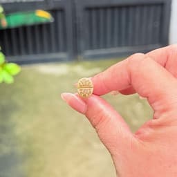 [mieugarden][Mua 5 tặng 1- mua 10 tặng 2] Sen mông lithops dòng Dorotheae màu vàng vân đỏ nổi bật - size 0.8-1cm 6