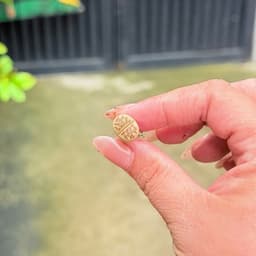 [mieugarden][Mua 5 tặng 1- mua 10 tặng 2] Sen mông lithops dòng Dorotheae màu vàng vân đỏ nổi bật - size 0.8-1cm 4