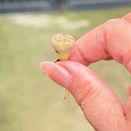 [mieugarden][Mua 5 tặng 1- mua 10 tặng 2] Sen mông lithops dòng Dorotheae màu vàng vân đỏ nổi bật - size 0.8-1cm 5
