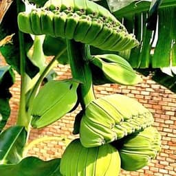 Cây giống chuối Bàn Tay Phật - Cây con tách mẹ (Cây giống chuối bàn tay cầu nguyện) 1