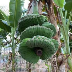 Cây giống chuối Bàn Tay Phật - Cây con tách mẹ (Cây giống chuối bàn tay cầu nguyện) 4