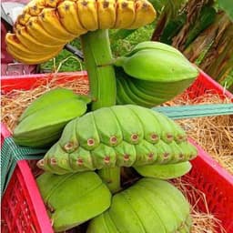 Cây giống chuối Bàn Tay Phật - Cây con tách mẹ (Cây giống chuối bàn tay cầu nguyện) 3