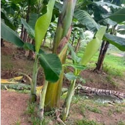 Cây giống chuối Bàn Tay Phật - Cây con tách mẹ (Cây giống chuối bàn tay cầu nguyện) 5