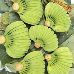 Cây giống chuối Bàn Tay Phật - Cây con tách mẹ (Cây giống chuối bàn tay cầu nguyện) 6