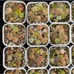[mieugarden] Chậu sen mông phổ thông mini size 6cm mix nhiều loại cono + lithops + phong linh 1