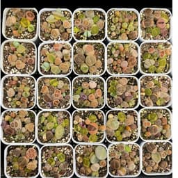 [mieugarden] Chậu sen mông phổ thông mini size 6cm mix nhiều loại cono + lithops + phong linh 7