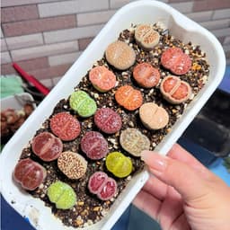 [mieugarden][Chọn cây ở 3 hình cuối] Sen mông - lithops nhiều màu size to từ 2.5-3.5cm (lithops đã hơn 5 năm tuổi) 1