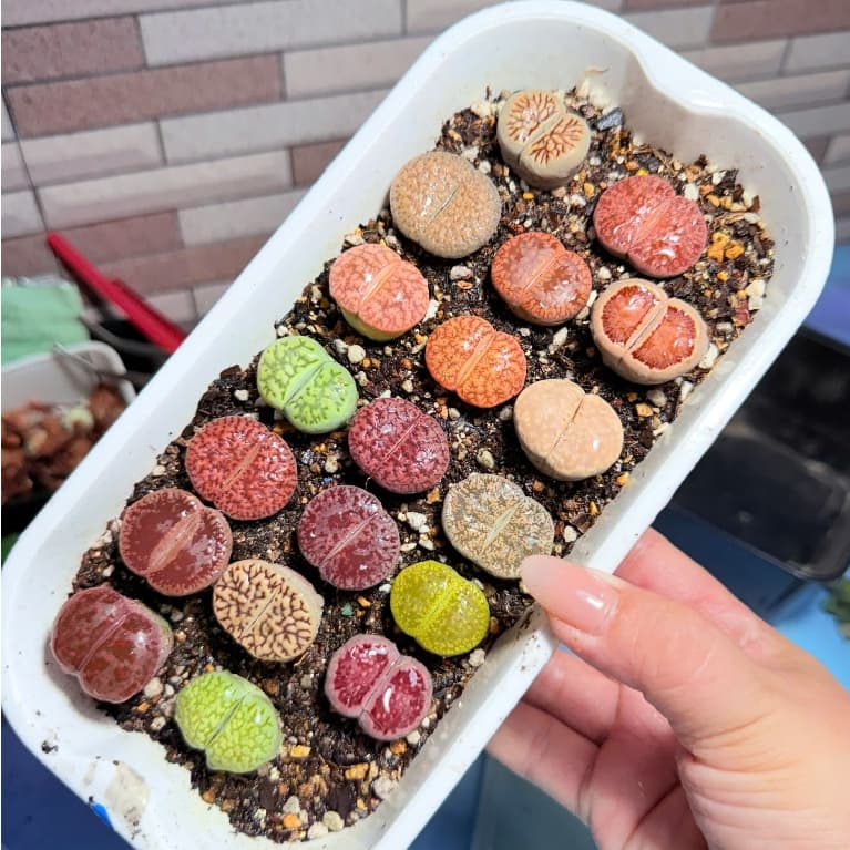 [mieugarden][Chọn cây ở 3 hình cuối] Sen mông - lithops nhiều màu size to từ 2.5-3.5cm (lithops đã hơn 5 năm tuổi)