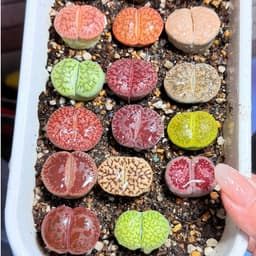 [mieugarden][Chọn cây ở 3 hình cuối] Sen mông - lithops nhiều màu size to từ 2.5-3.5cm (lithops đã hơn 5 năm tuổi) 2