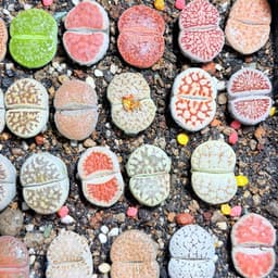 [mieugarden][Chọn cây ở 3 hình cuối] Sen mông - lithops nhiều màu size to từ 2.5-3.5cm (lithops đã hơn 5 năm tuổi) 3