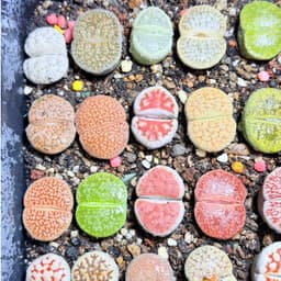 [mieugarden][Chọn cây ở 3 hình cuối] Sen mông - lithops nhiều màu size to từ 2.5-3.5cm (lithops đã hơn 5 năm tuổi) 4