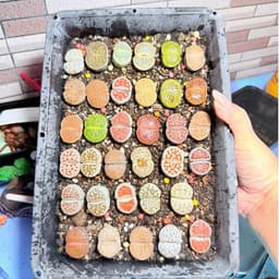 [mieugarden][Chọn cây ở 3 hình cuối] Sen mông - lithops nhiều màu size to từ 2.5-3.5cm (lithops đã hơn 5 năm tuổi) 5