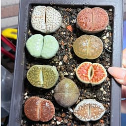 [mieugarden][Chọn cây ở 3 hình cuối] Sen mông - lithops nhiều màu size to từ 2.5-3.5cm (lithops đã hơn 5 năm tuổi) 6