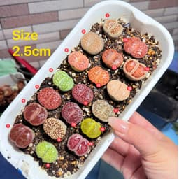 [mieugarden][Chọn cây ở 3 hình cuối] Sen mông - lithops nhiều màu size to từ 2.5-3.5cm (lithops đã hơn 5 năm tuổi) 7