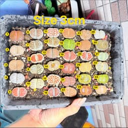 [mieugarden][Chọn cây ở 3 hình cuối] Sen mông - lithops nhiều màu size to từ 2.5-3.5cm (lithops đã hơn 5 năm tuổi) 8
