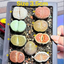 [mieugarden][Chọn cây ở 3 hình cuối] Sen mông - lithops nhiều màu size to từ 2.5-3.5cm (lithops đã hơn 5 năm tuổi) 9