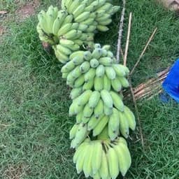 Cây giống chuối sứ - Cây con tách mẹ 2