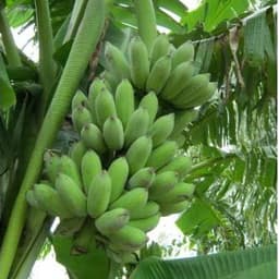 Cây giống chuối sứ - Cây con tách mẹ 3