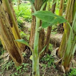 Cây giống chuối sứ - Cây con tách mẹ 6