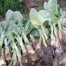 Cây giống chuối sứ - Cây con tách mẹ 4