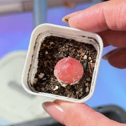 [mieugarden] Conophytum Burgeri ( Cono Dâu, Bóng đèn) chậu 5x5 cm gồm 20-25 cây mini 8